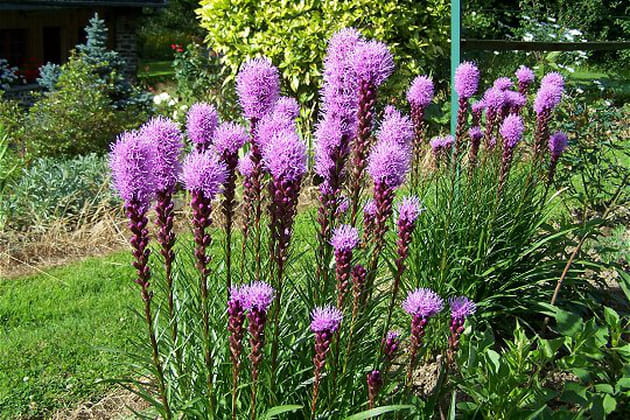 Une rocaille fleurie tr&egrave;s pimpante