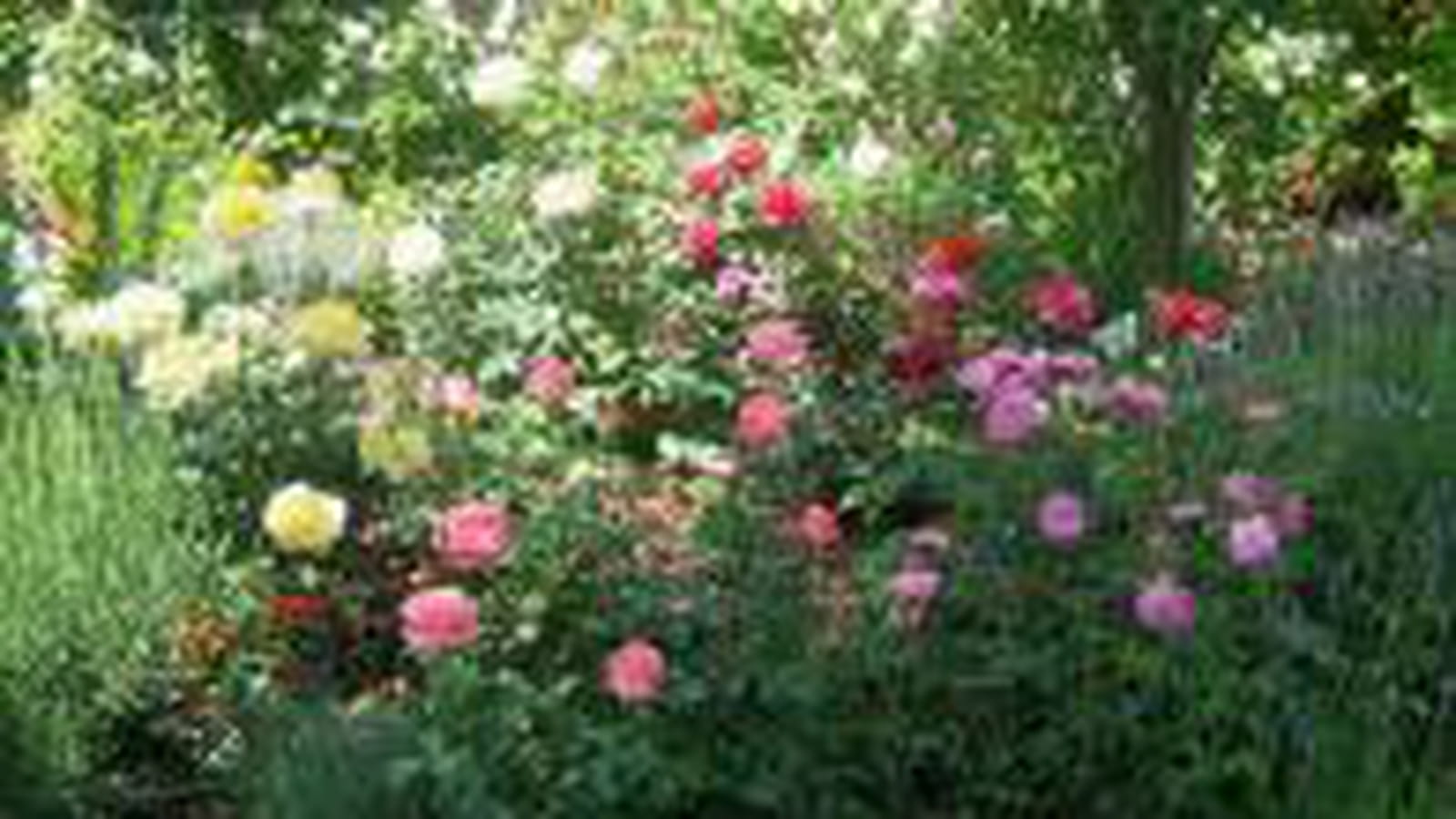 Rosiers