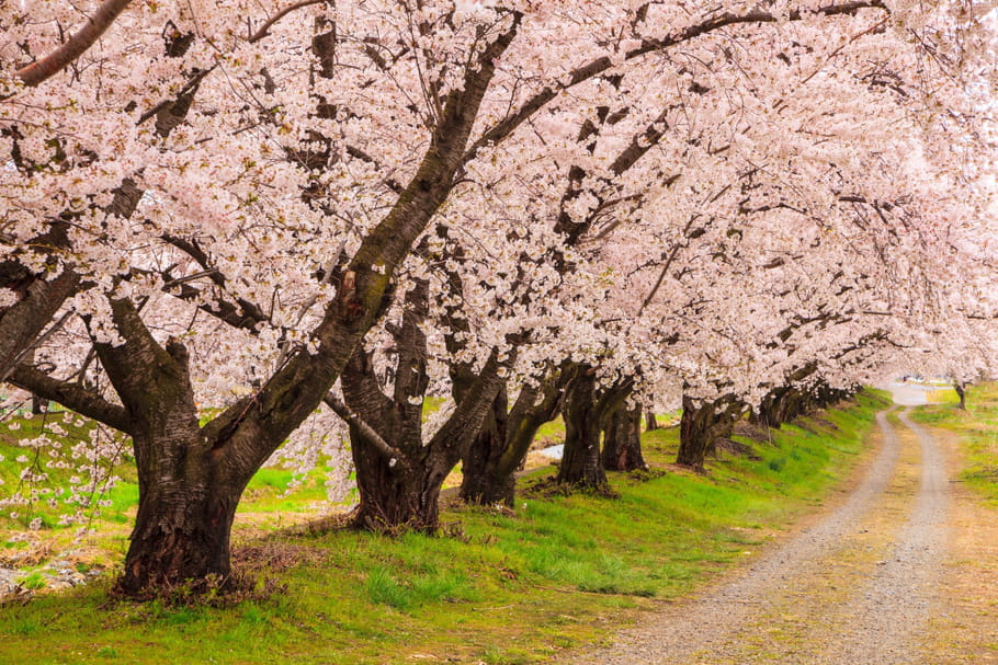 Prunus serrulata (Cerisier du Japon)