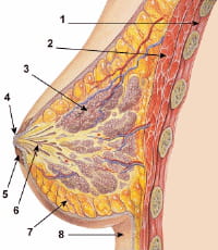 1 cage thoracique - 2 muscles pectoraux - 3 lobules - 4 surface du mamelon - 5