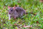 En automne, ce geste que tout le monde fait peut transformer le jardin en nid à rats