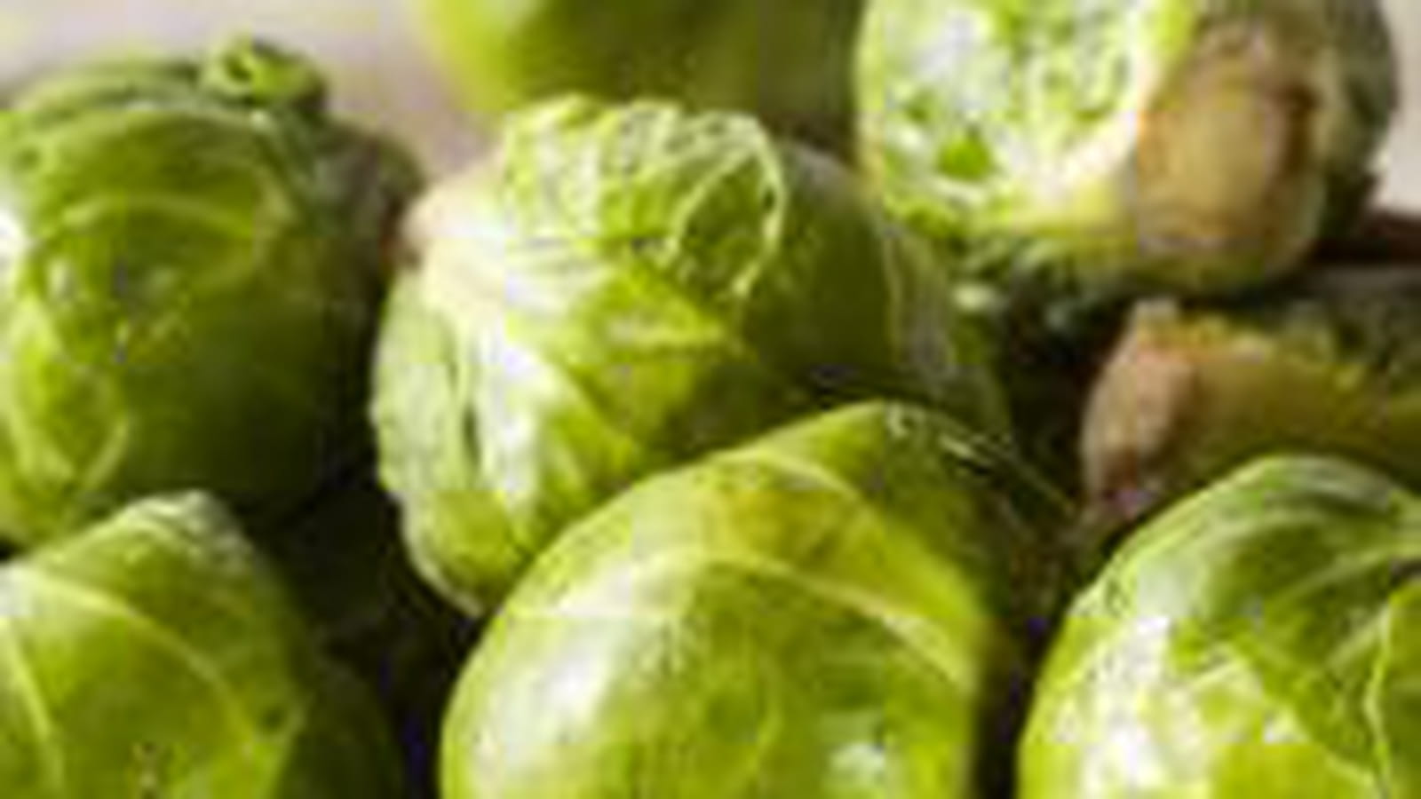 Chou de Bruxelles