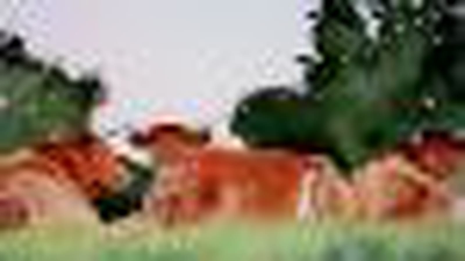 Vaches