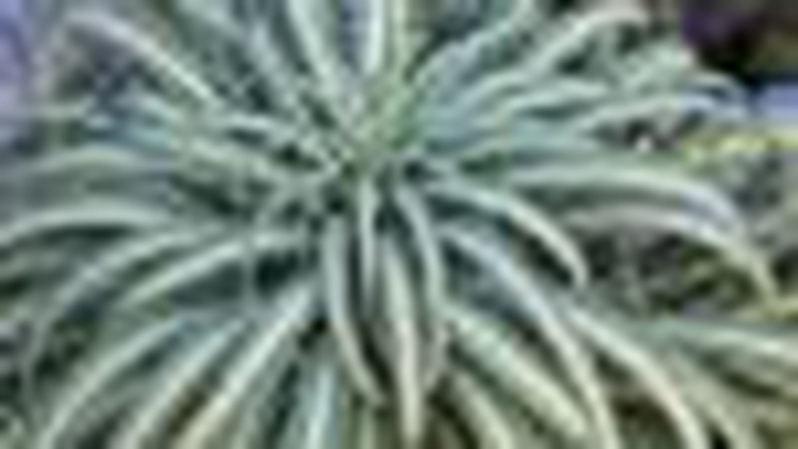 Agave bracteosa variegate