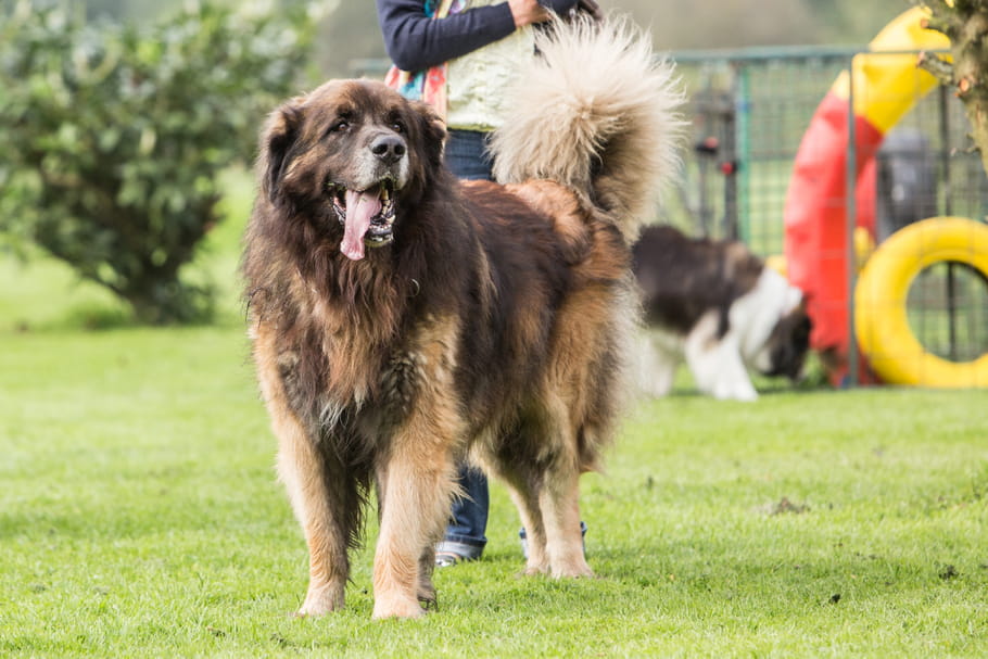 Leonberg