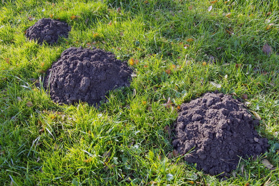 Installer un piège à taupe