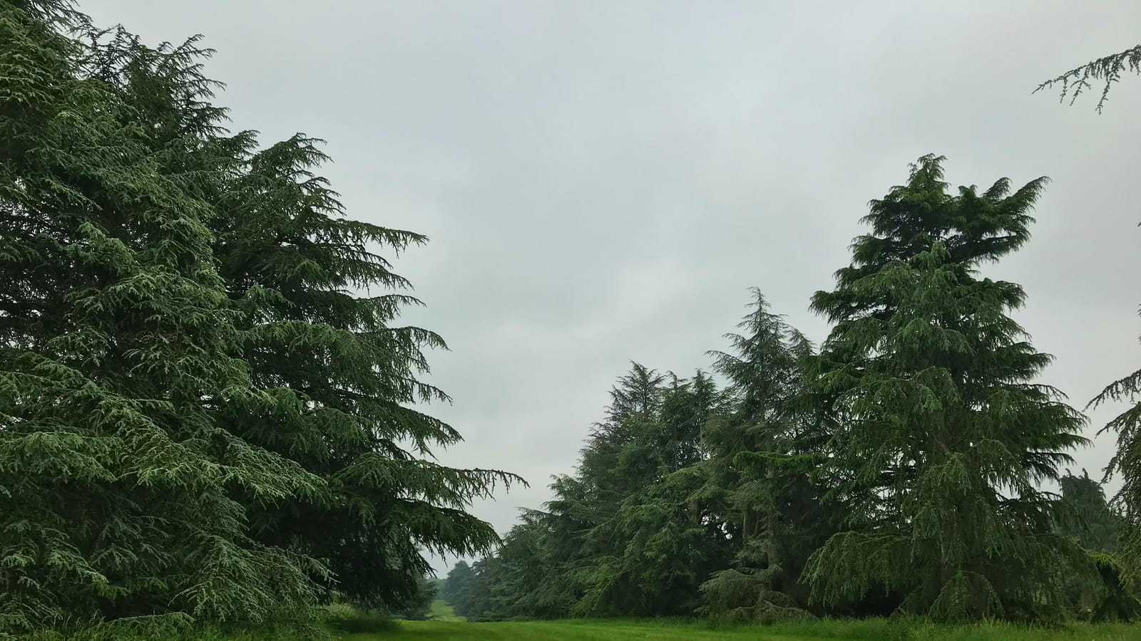 Cèdres bleus 