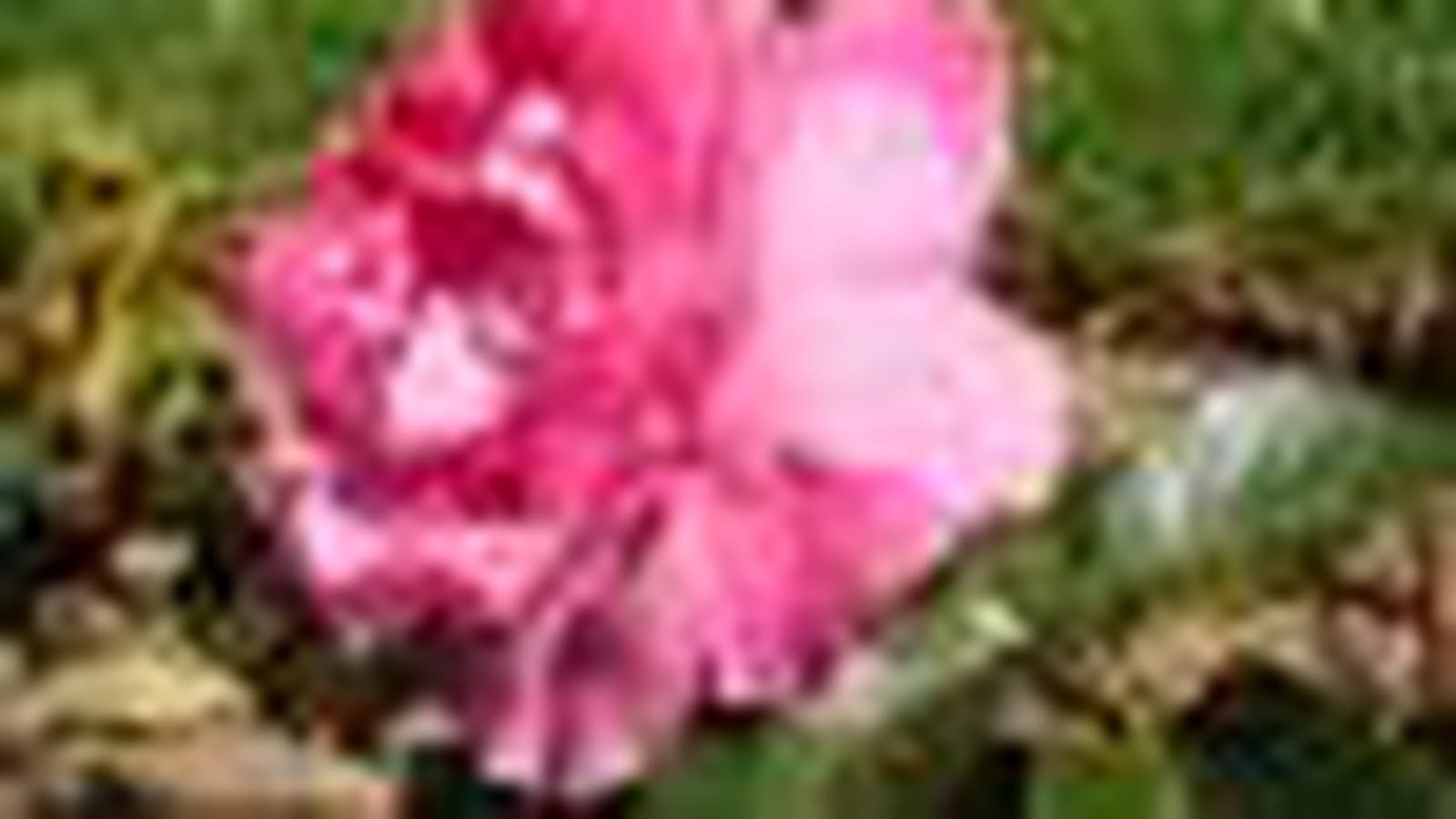 Manou Meilland ® Meitulimon