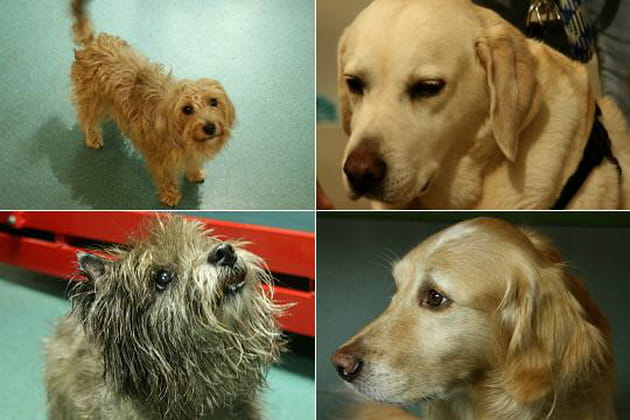 Des habitués des lieux qui ont du chien !