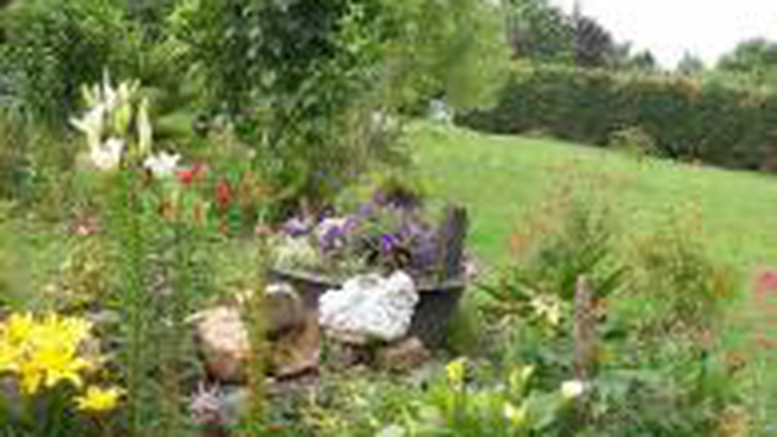 Au milieu des lys