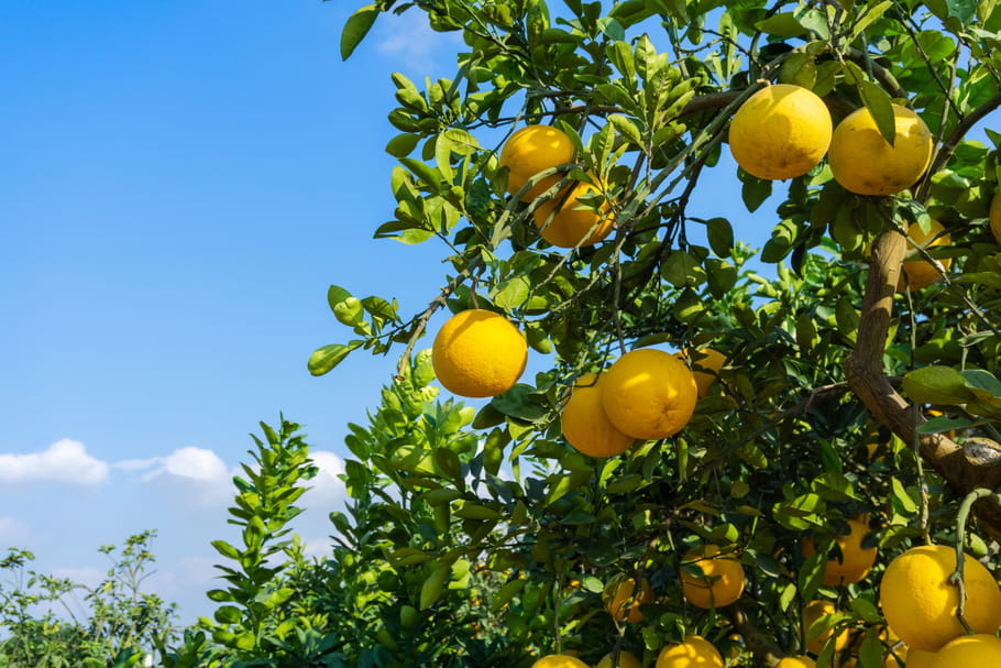 Pomelo (Citrus x paradisi)