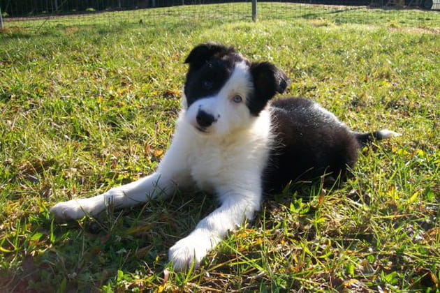 L'adorable frimousse d'Emo des Dobis