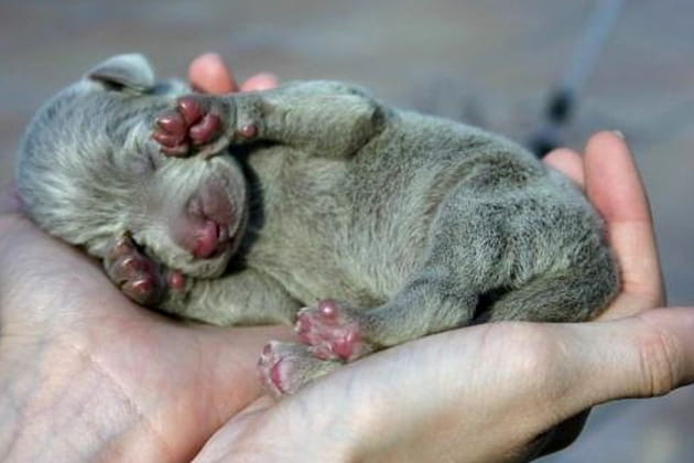 Petit b&eacute;b&eacute; deviendra (tr&egrave;s) grand