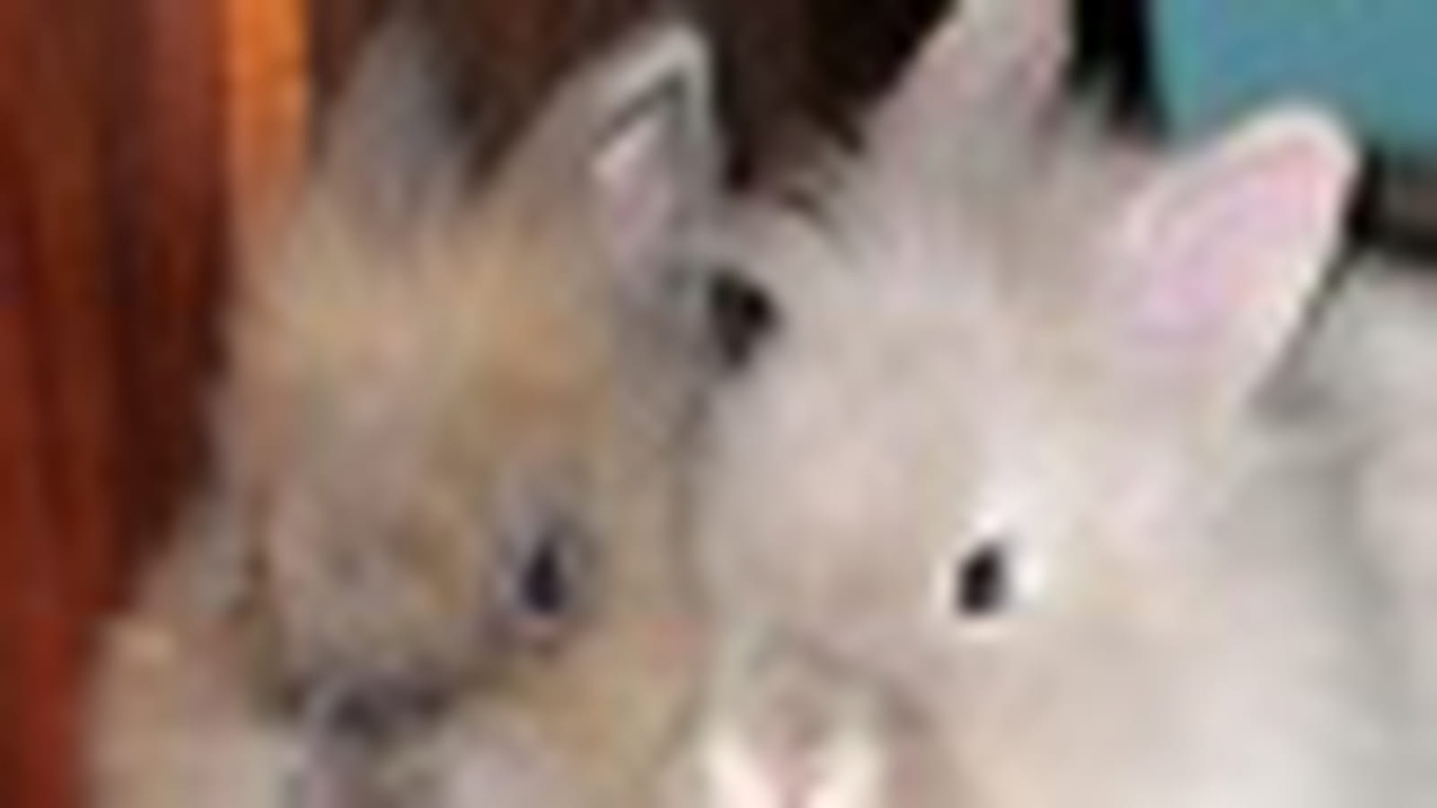 Boutchou