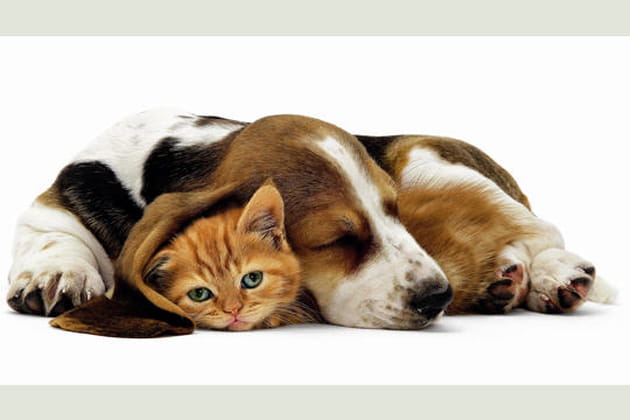 Lola, chaton ginger, et son ami le basset hound