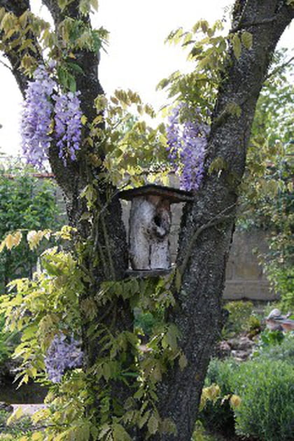 Un nid pour les rouges-queues