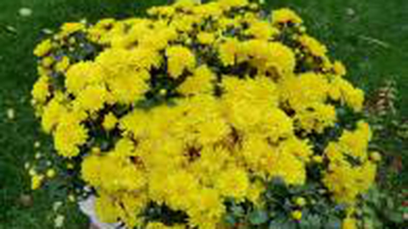 Chrysanthèmes jaunes