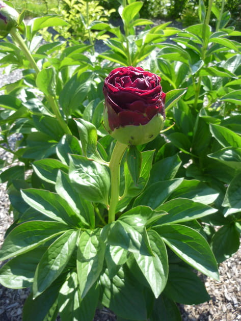 La pivoine Old Faithful