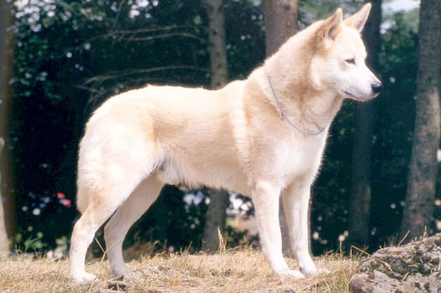 Le chien de Canaan