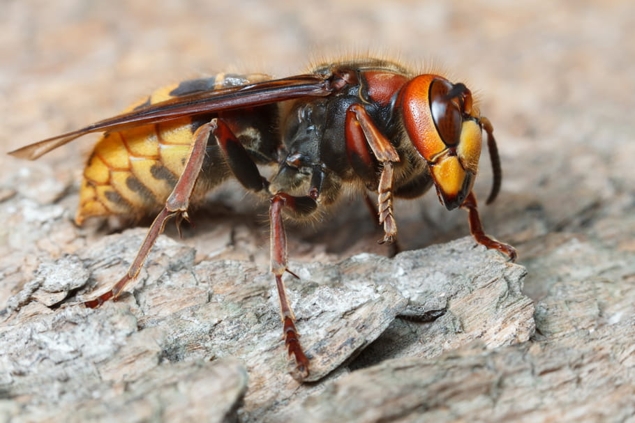 Piqûre de frelon : que faire, comment la soigner ?