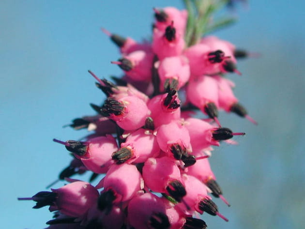 La bruyère aux clochettes roses