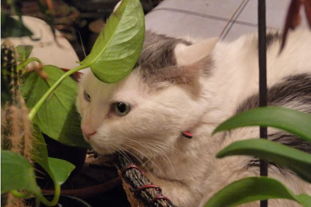 Le ch&eacute;ri de ces dames