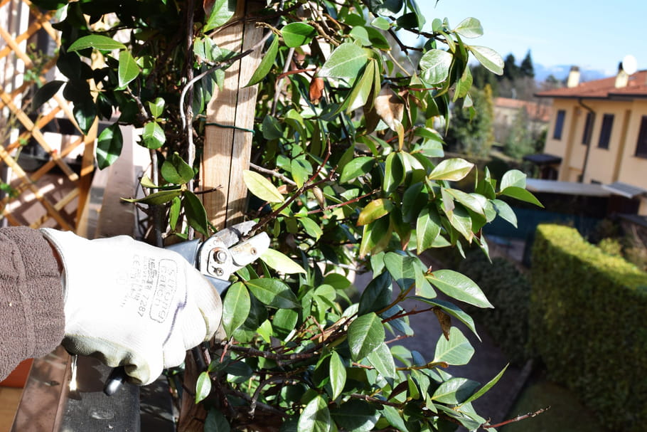 Tailler des plantes vertes