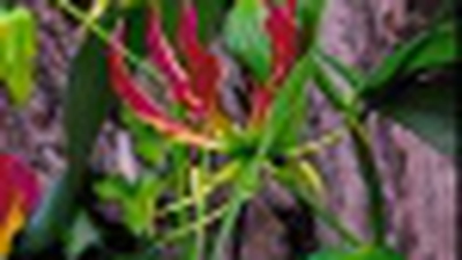 Gloriosa