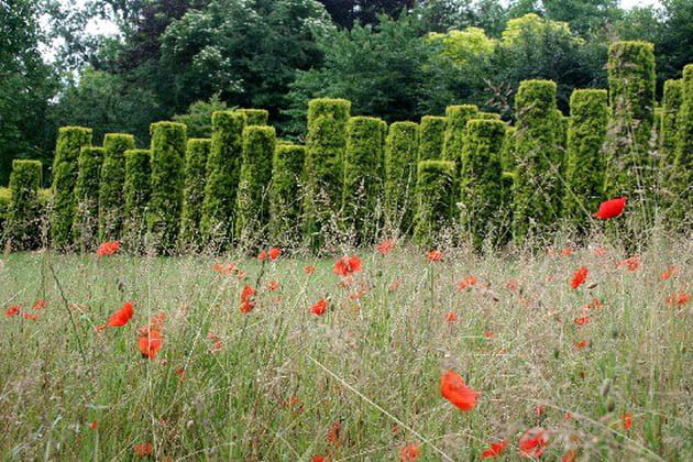 L'armée d'ifs du jardin guerrier