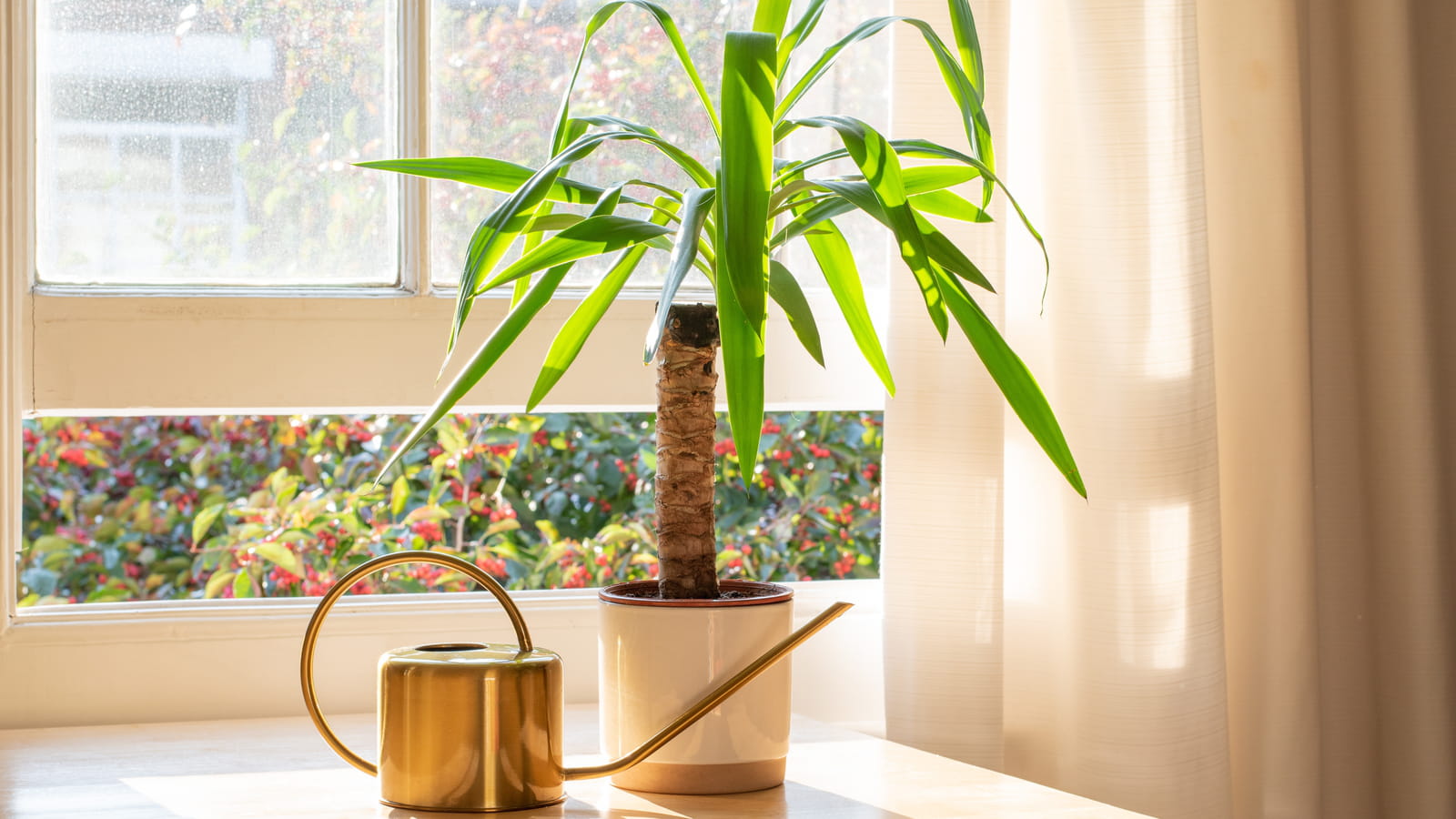 Yucca