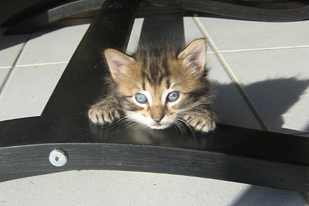 Pour les beaux yeux de Tigrou