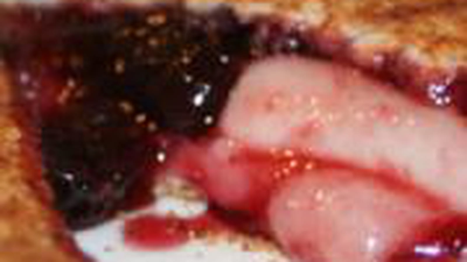Croque au brebis et confiture de cerises noires