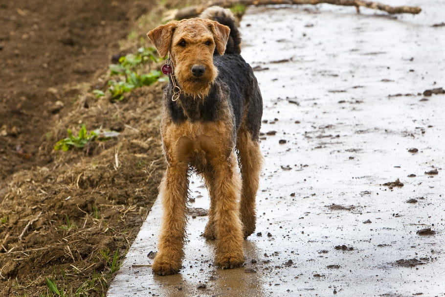 Airedale Terrier