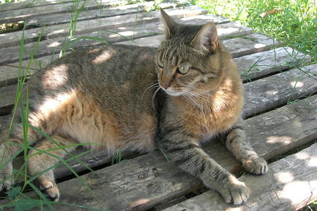 Une Miss tigr&eacute;e