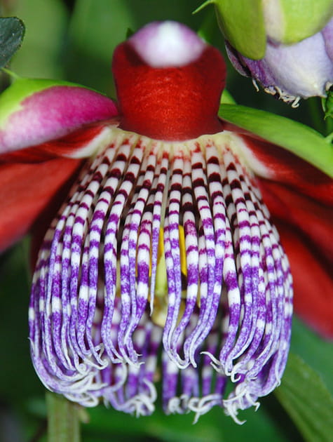 Joli ponpon à rideau