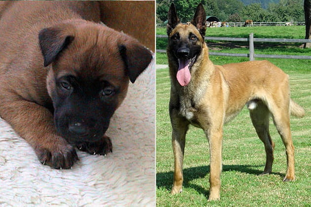 Le Malinois