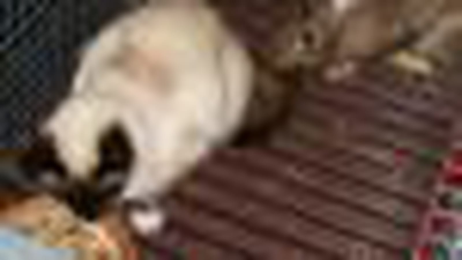Chat-lapin