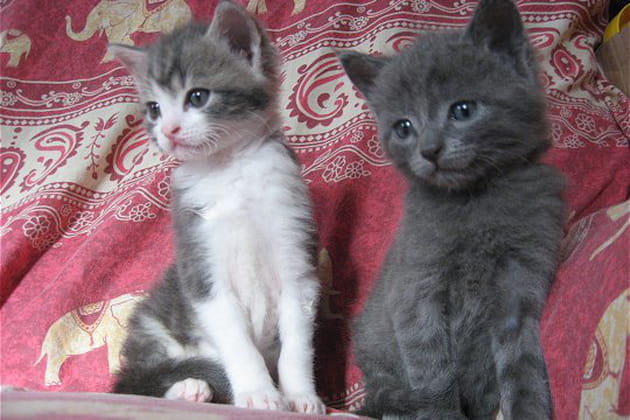 Totallement captiv&eacute;es