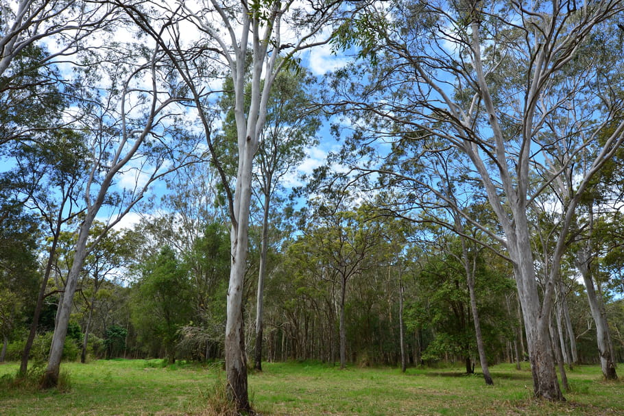 Eucalyptus