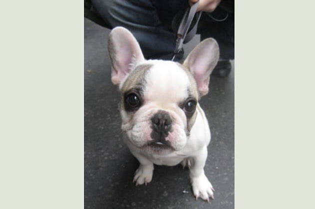 Le bouledogue et la chaleur