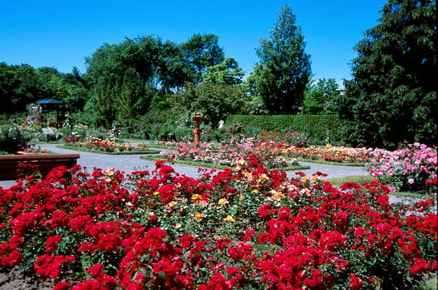 Les roses au Canada
