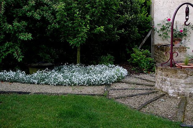 Tapis de fleurs blanches