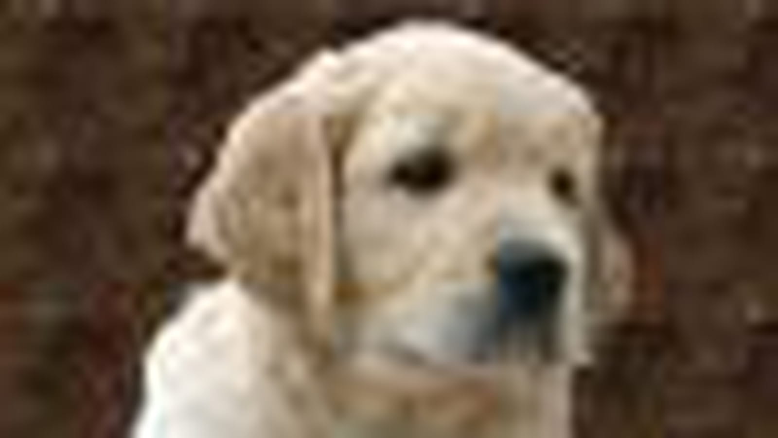 Le golden retriever
