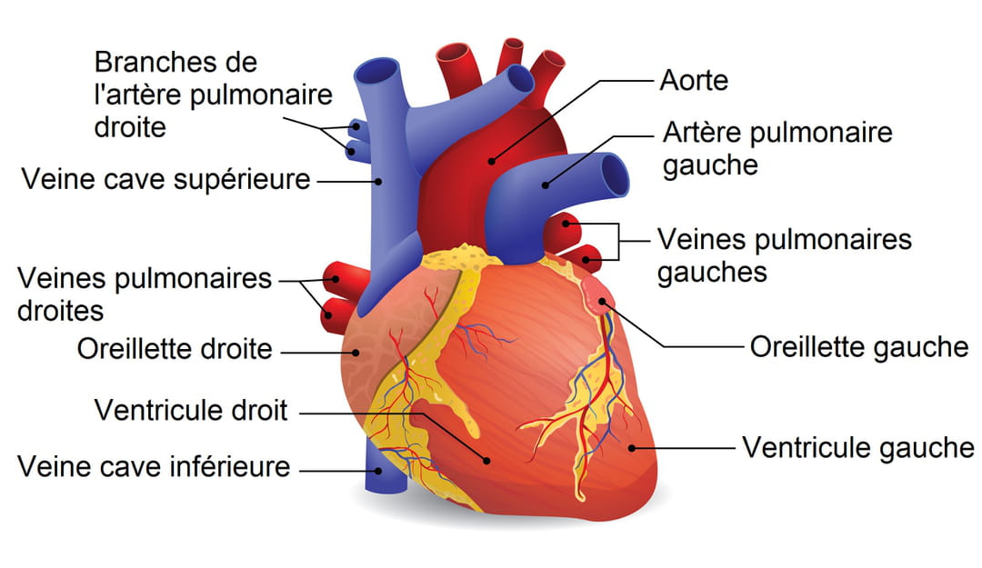 Sch mas Du Coeur Compl ter Carte Interactive ANATOMIE DU C UR Sch mas Du Coeur Compl ter Carte Interactive ANATOMIE DU C UR