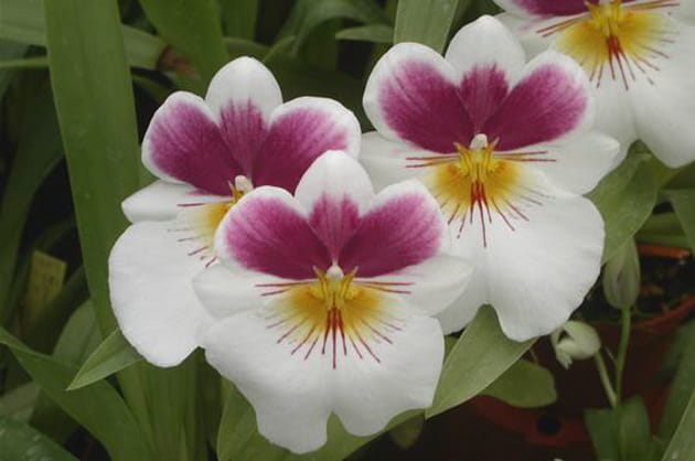 Miltonia Princess Mary