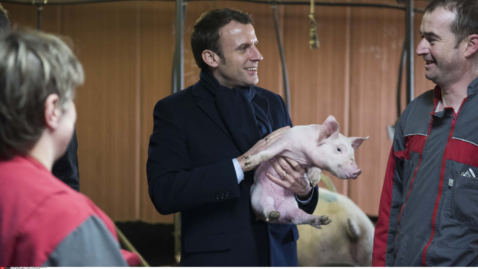 Copains comme cochons
