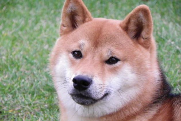 E&iuml;la, une peluche pleine de malice