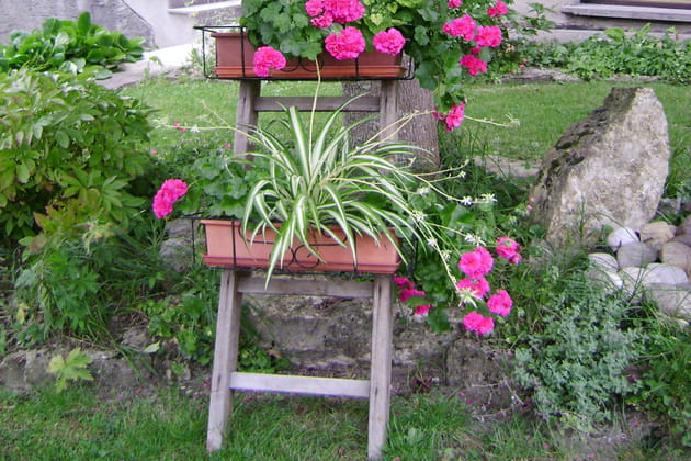 L'ascension des géraniums
