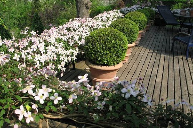 Clématite et buis font bon ménage sur la terrasse