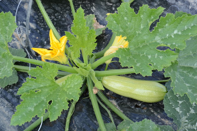Une récolte suffisante pour les deux restaurants